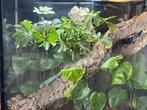 Terrarium Habistat 90x90x45, Dieren en Toebehoren, Ophalen, Zo goed als nieuw