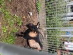 Geit, Dieren en Toebehoren, Mannelijk, Geit, 0 tot 2 jaar