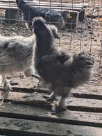 Gratis zijdehoen haantjes, Dieren en Toebehoren