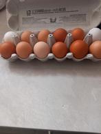 Verse scharreleieren, Dieren en Toebehoren, Vrouwelijk, Kip