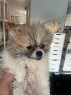 Prachtige rasechte mini pomeriaan pups ( bear face ), Parvo, België, Particulier, Overige rassen