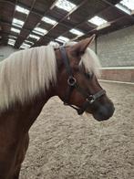 Compleet mentuig Ideal Eguestrian de Luxe maat Cob, Dieren en Toebehoren, Ophalen, Zo goed als nieuw