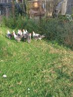 Campines, Animaux & Accessoires, Volatiles