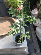 tomaten- en komkommer zaailingen, Tuin en Terras, Planten | Tuinplanten, Ophalen