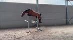 3 Jarige springmerrie Asca Z x Nonstop, Dieren en Toebehoren, Paarden, Springpaard, 3 tot 6 jaar, Onbeleerd, 165 tot 170 cm