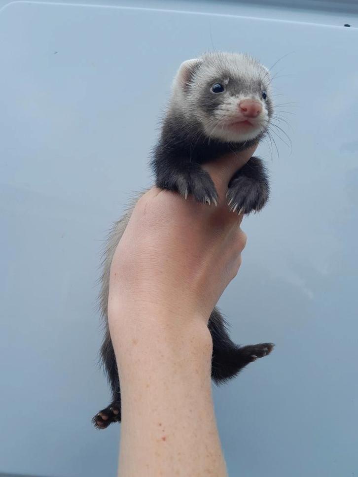 Tamme fretjes beschikbaar, Dieren en Toebehoren, Knaagdieren, Meerdere dieren, Fret, Juni, Tam