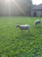 Rouge de l’ouest ooien, Vrouwelijk, Schaap, 0 tot 2 jaar
