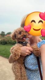Toypoedel jongen, Dieren en Toebehoren, Honden | Chihuahua's en Gezelschapshonden, Poedel, Particulier, Reu, 1 tot 2 jaar