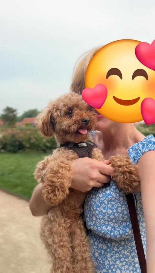 Toypoedel jongen, Dieren en Toebehoren, Honden | Chihuahua's en Gezelschapshonden, Reu, Poedel, Particulier, Eén hond, Buitenland