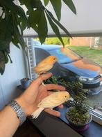 Handtamme kanaries, Dieren en Toebehoren, Mannelijk, Kleurkanarie