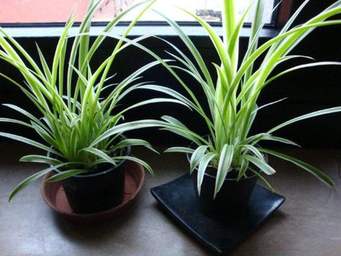 graslelie. de luchtzuiverende plant, Huis en Inrichting, Kamerplanten, Minder dan 100 cm, In pot, Ophalen