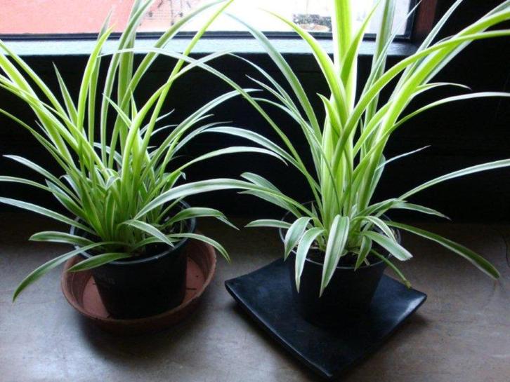 graslelie. de luchtzuiverende plant, Huis en Inrichting, Kamerplanten, Minder dan 100 cm, In pot, Ophalen