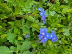 Vergeet-mij-nietjes, Tuin en Terras, Planten | Tuinplanten, Ophalen, Bodembedekkers, Vaste plant, Halfschaduw