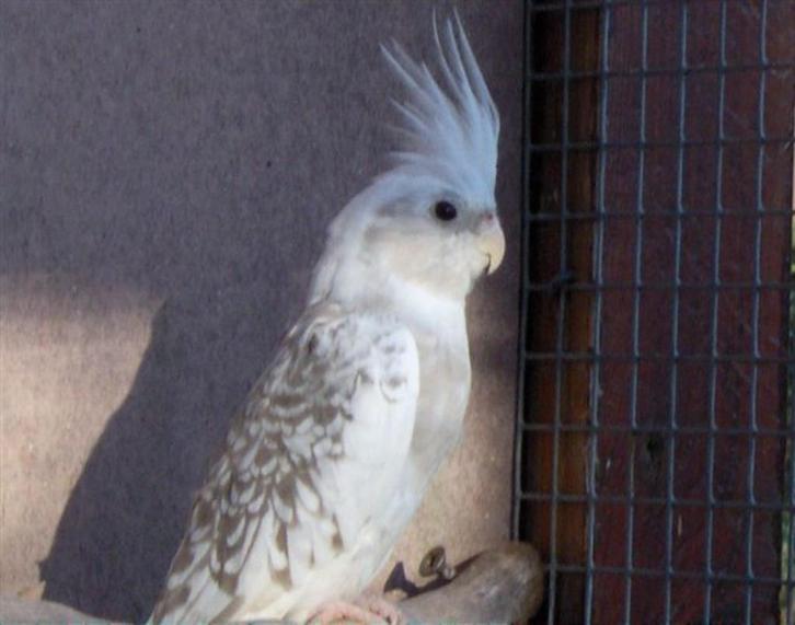 Valkparkieten en Grasparkieten, Dieren en Toebehoren, Vogels | Parkieten en Papegaaien, Parkiet, Geringd