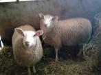 6 schapen, 1 jaar, ras Swifter of Rouges, eigen kweek, Dieren en Toebehoren, Schapen, Geiten en Varkens