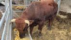 Stier - west Vlaams rood, Dieren en Toebehoren, Runderen, Mannelijk, 0 tot 2 jaar