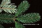 abies nordmanianna, Ophalen, Overige soorten