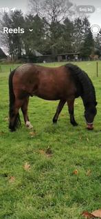 Bomproof breed gebouwde knappe ruin!, Animaux & Accessoires, Poneys, Vermifugé, B, Hongre, Poney de récréation