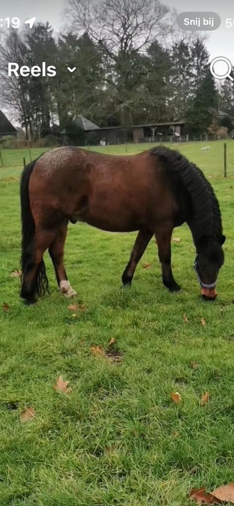 Bomproof breed gebouwde knappe ruin!, Animaux & Accessoires, Poneys, Hongre, B, Poney E (1.48 m - 1.57m), Poney de récréation