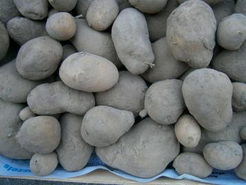 Jelly bio aardappelen beschikbaar voor biedingen
