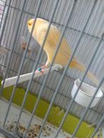 Geel langchier man te koop heel mooi, Dieren en Toebehoren, Vogels | Kanaries, Mannelijk, Zangkanarie