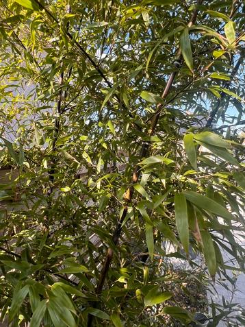 Mooie zwarte bamboe beschikbaar voor biedingen