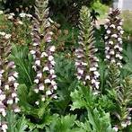 Acanthus, Ophalen of Verzenden, Vaste plant