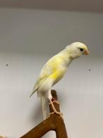 2-4 scotch fancy ( in nl ), Plusieurs animaux, Canari de posture
