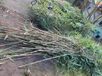 Bamboo takken, Tuin en Terras, Ophalen