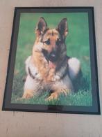 Kaders met foto van hond, Huis en Inrichting, Ophalen