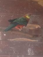 Stanley rosella pop, Vrouwelijk, Parkiet, Geringd