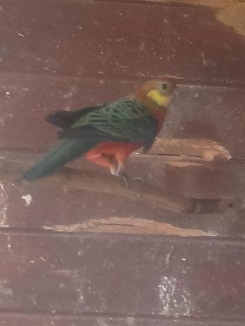 Stanley rosella pop  beschikbaar voor biedingen