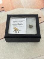 Edmontosaurus Tooth, dinosaurus tand fossiel 68 miljoen jaar, Verzamelen, Ophalen of Verzenden, Fossiel