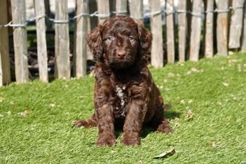 Prachtige medium Labradoodle pups  beschikbaar voor biedingen