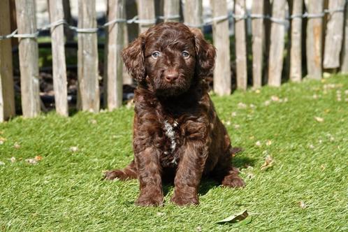 Prachtige medium Labradoodle pups, Dieren en Toebehoren, Honden | Retrievers, Spaniëls en Waterhonden, Meerdere dieren, Overige rassen