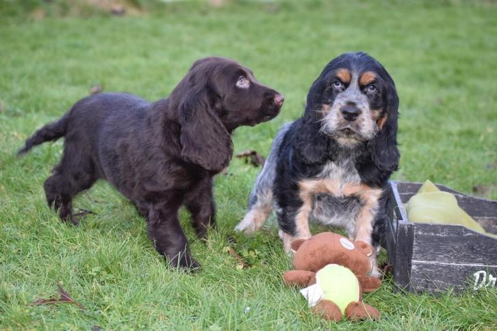 Chiots cocker anglais, Animaux & Accessoires, Chiens | Retrievers, Épagneuls & Chiens d'eau, Plusieurs animaux, Épagneul, Éleveur | Professionnel