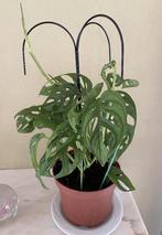 Belle plante Monstera Adansonii, Autres espèces, En pot, Moins de 100 cm, Enlèvement