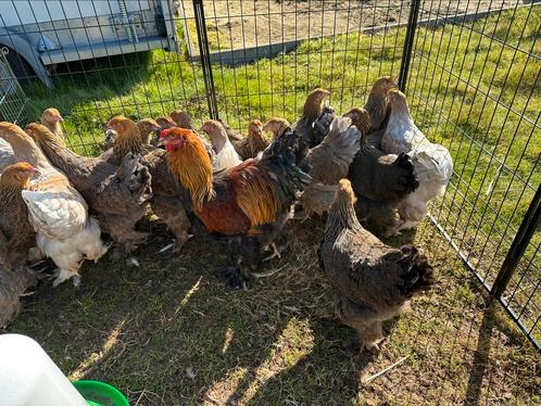 Brahma kippen, vele kleuren, Dieren en Toebehoren, Pluimvee
