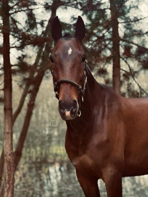Fotoshoot dieren aangeboden, Diensten en Vakmensen, Fotografen