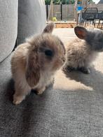 Super schattige nederlandse hangoor konijntjes, Dieren en Toebehoren, Konijnen, Geslacht onbekend, Dwerg, Hangoor, 0 tot 2 jaar