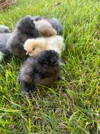 Kuikentjes, Dieren en Toebehoren, Pluimvee, Geslacht onbekend, Kip