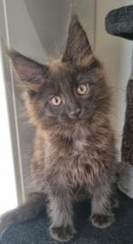 Maine Coon kittens met stamboom, Dieren en Toebehoren, Katten en Kittens | Raskatten | Langhaar, Meerdere dieren, Met stamboom