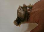 Kuikentjes te koop, Dieren en Toebehoren