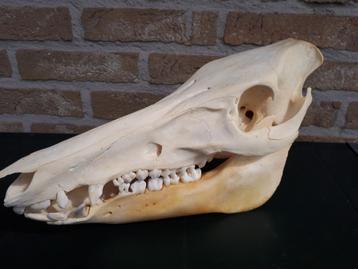 Crâne de sanglier avec crocs.