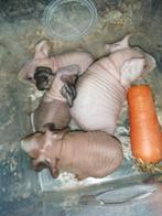 Skinny/ naaktcavia babytjes  2-3 weken = weg vanaf  3 weken!, Dieren en Toebehoren, Knaagdieren, Cavia, Mannelijk, Juli, Tam