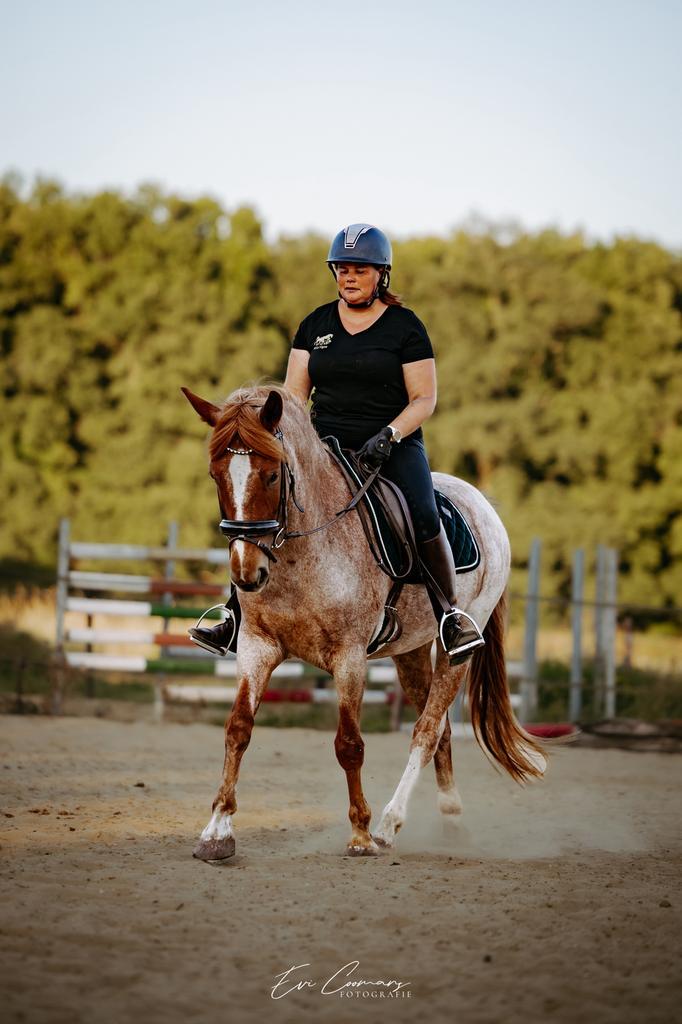 3-jarge D-pony – veelzijdige blikvanger, Dieren en Toebehoren, Pony's, Ruin, B, D pony (1.37m tot 1.48m), 3 tot 6 jaar, Gechipt