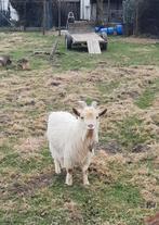Dwerggeit bok, Animaux & Accessoires, Mâle, Chèvre, 0 à 2 ans