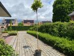 Bol Catalpa, Ophalen of Verzenden, In pot, Bolboom