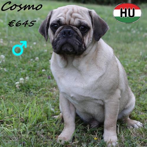 Cosmo - Mops te koop, Dieren en Toebehoren, Honden | Chihuahua's en Gezelschapshonden, Reu, Overige rassen, Handelaar, Eén hond