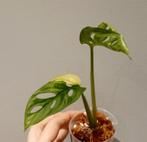 Monstera adansonii variegata, Maison & Meubles, Plantes d'intérieur, Enlèvement ou Envoi